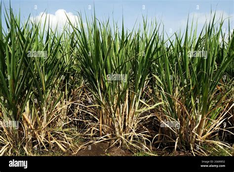 Sugarcane Field India Hi Res Stock Photography And Images Alamy