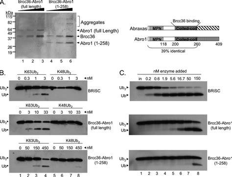 Brcc36-Abro1 heterodimer includes a minimal DUB with Lys 63 -specific ...