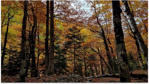 Miradores De Ordesa On Twitter Bosques De Ordesa Oto O