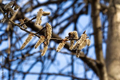 Beautiful clusters of soft and fluffy catkins in spring. Create a stunning display of fluttering ...