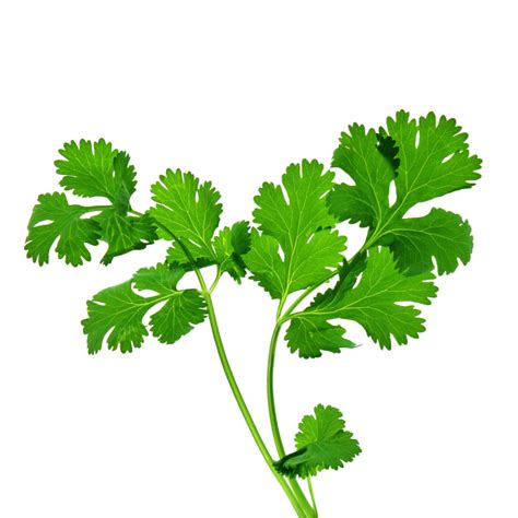 Organic Slow Bolting Cilantro Seeds Coriandrum Sativum Slow Bolting