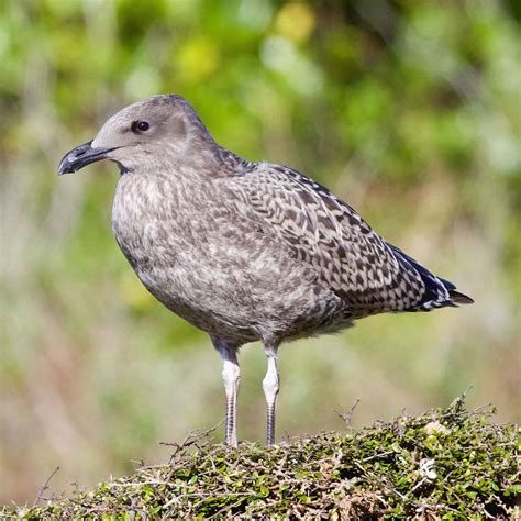 Species Spotlight – Southern Black-backed Gull - Avisure