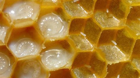 Jalea Real beneficios, formas de uso y contraindicaciones | Ecología