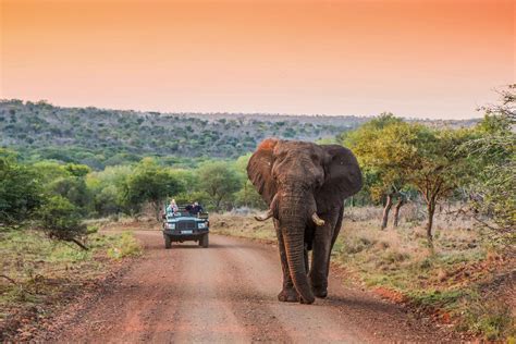 Leopard Mountain Safari Lodge Manyoni Private Game Reserve South