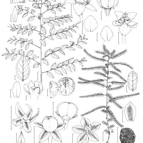 a j Phyllanthus heteradenius Müll Arg a hábito b lâmina foliar