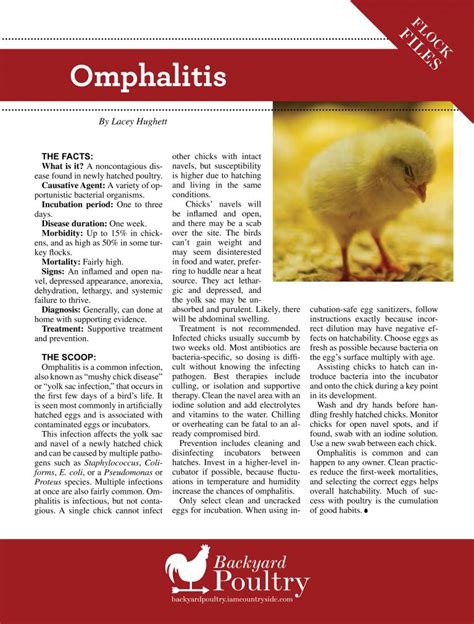 Omphalitis Backyard Poultry