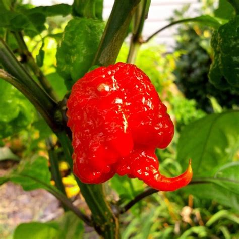 Характеристики Перец самый острый в мире Carolina Reaper семена 5 ШТ