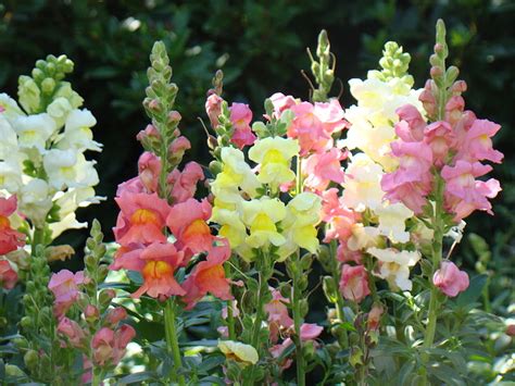 Cómo Cultivar Flores Boca De Dragón Una Guía Para Cultivar Y Cuidar De