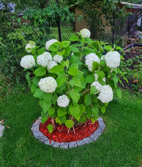 Schneeball Hortensie Strong Annabelle Hydrangea Arborescens Strong