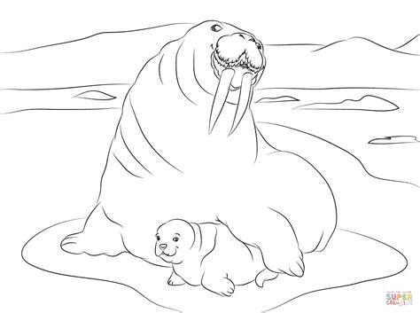 Walrus coloring pages kids