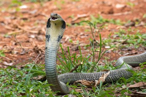 8 Intriguing King Cobra Facts