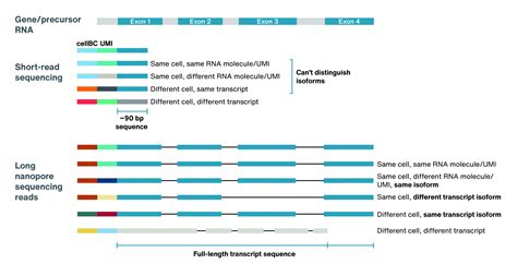 Single Cell Sequencing Oxford Nanopore Technologies Oxford Nanopore