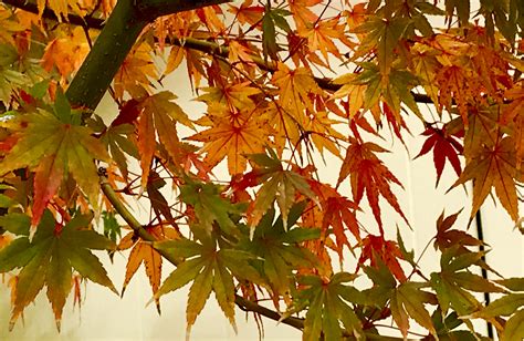 Japanese Maple Leaves | Singingtree: Healing Arts