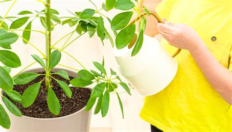 Schefflera Watering Guide How Much How Often How To More