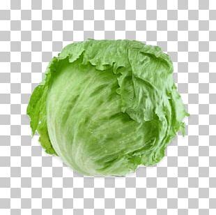 Iceberg Lettuce Leaf Vegetable Salad Romaine Lettuce Endive Png