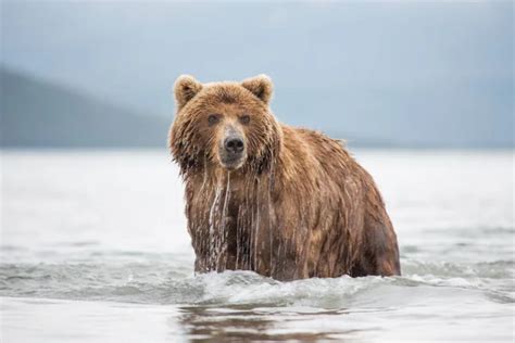 Mama bear Images - Search Images on Everypixel