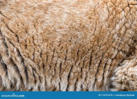 Closeup Real Lion Cub Skin Texture Stock Photo Image Of Leather