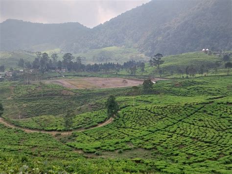 Pemkab Bogor Lepas Tangan Soal Pengurangan Lahan Hutan Di Kawasan