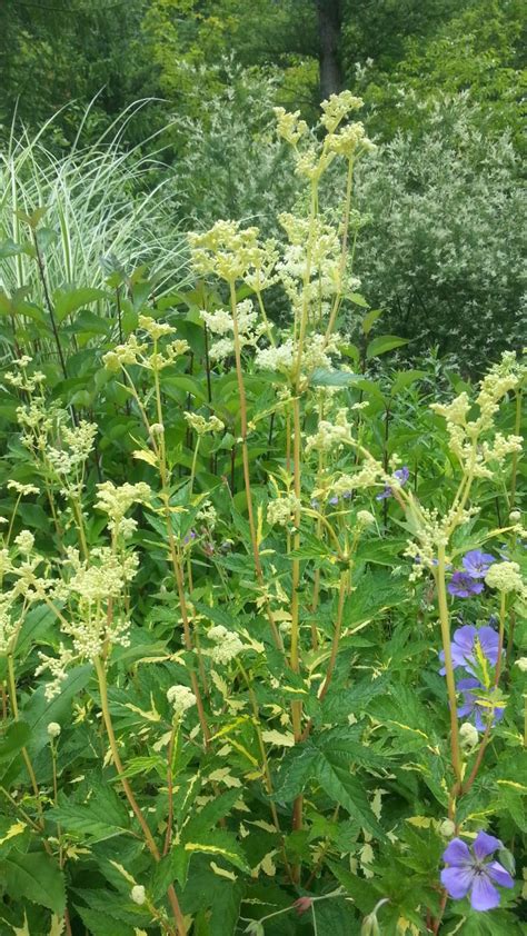 플가 무늬느릅터리풀 Filipendula ulmaria Variegata