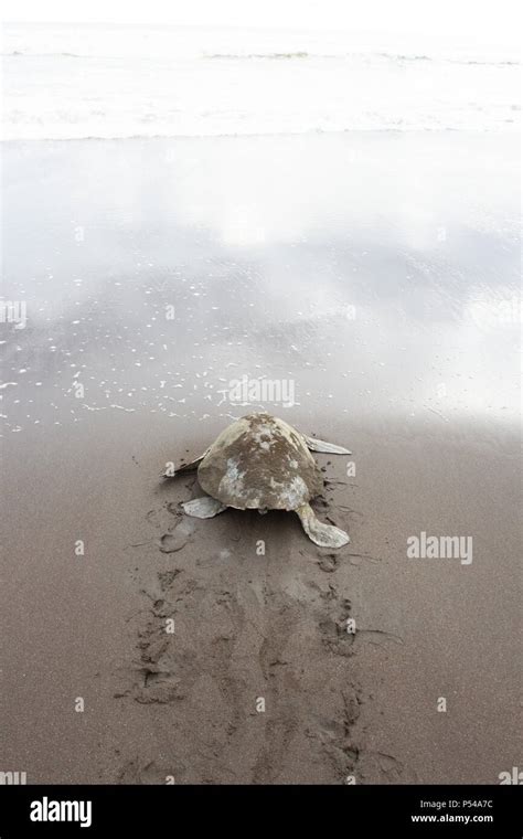 An Olive Ridley Sea Turtle Lepidochelys Olivacea Returns To The Sea After Laying Eggs In A