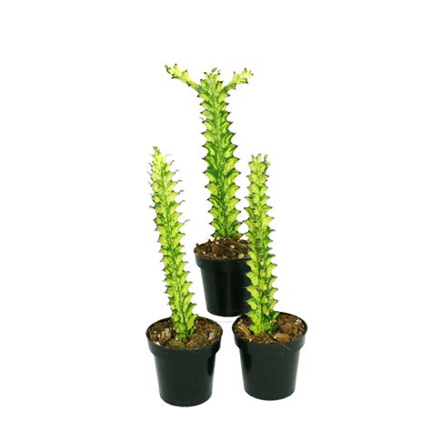 Euphorbia Trigona Variegated Theplantvet