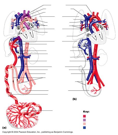 Fetal Circulation Diagram Quizlet