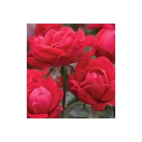 Rose Knock Out Double Knock Out 3 Gallon Hands Garden Center