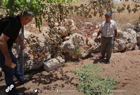 Sarah Wilkinson On Twitter Devastating The Hopes Of Harvest Israelis