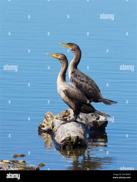 Double crested Cormorants Stock Photo - Alamy