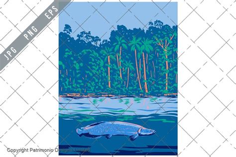 Arapaima in Amazon River or Río Amazonas South America WPA