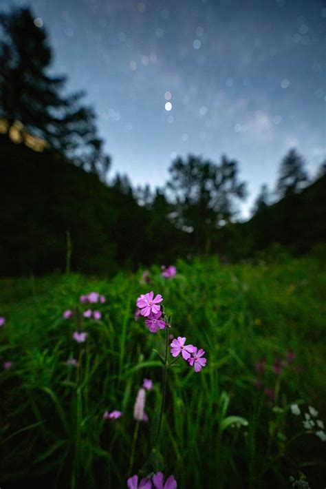 La Flore Du Queyras Est Une Source D Merveillement In Puisable