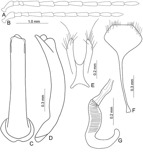 ﻿revision Of The Genus Arthrotus Motschulsky 1858 Coleoptera Chrysomelidae Galerucinae Of