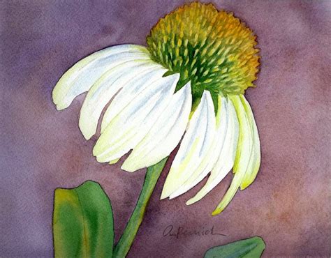 Original Watercolor Coneflower X Original Watercolors