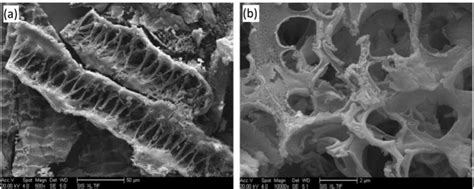 Scanning electron micrograph of RHA. (A) 500 magnification and (B) 1000 ... 