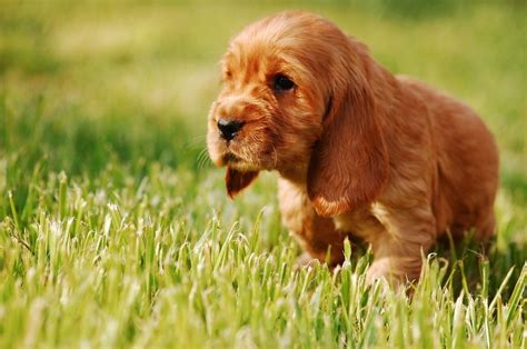 How To Train A Cocker Spaniel Canna Pet®