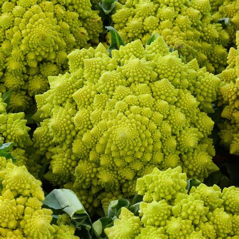 Romanesco Broccoli Also Known As Romanesque Cauliflower Or Simply As