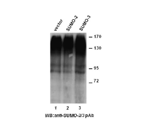 SUMO 2 3 PAb NewEast Biosciences GTPase Oncogene And Bioactive Protein