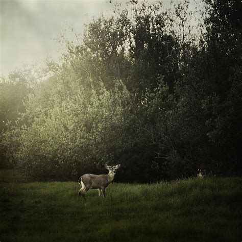 Enchanted Forest Deer Photograph by Maleah Torney - Fine Art America