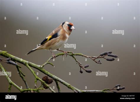 Goldfinch (Carduelis carduelis) Single bird on branch, Warwickshire