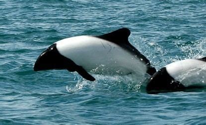 Commerson's dolphin - Alchetron, The Free Social Encyclopedia