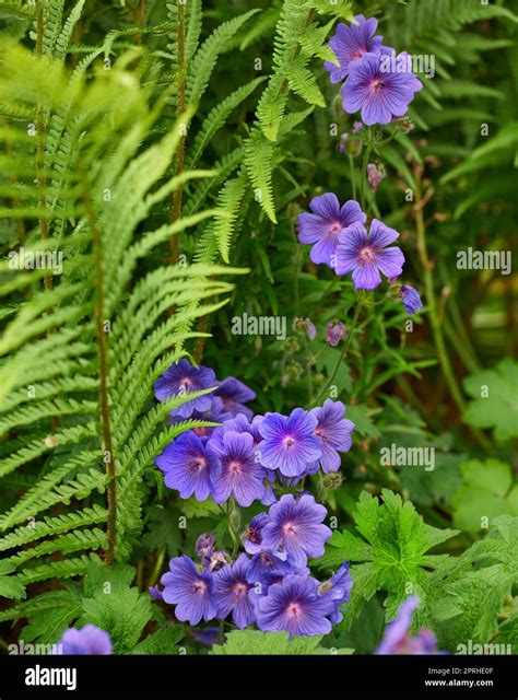 Meadow Geranium Also Geranium Pratense Johnsons Blue Meadow