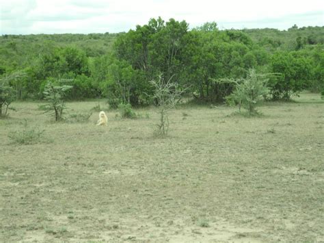 Atravs | A Traveler Redefined...: First Albino Baboon I Ever Heard Of or Seen In Masai Mara ...