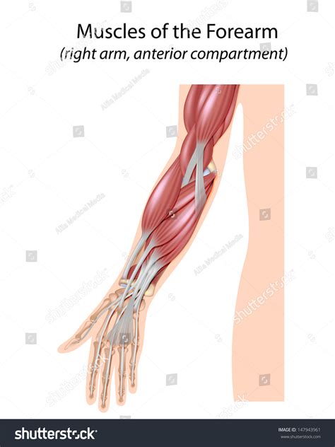 Arm Muscle Diagram Anterior Unlabeled Forearm Muscles Anterior Images Hot Sex Picture