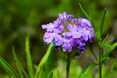 Flowers Texas Outdoor - Free photo on Pixabay