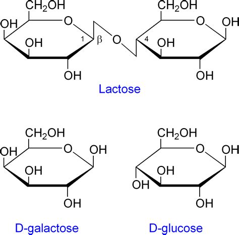 Polymer Structure Of Carbohydrates