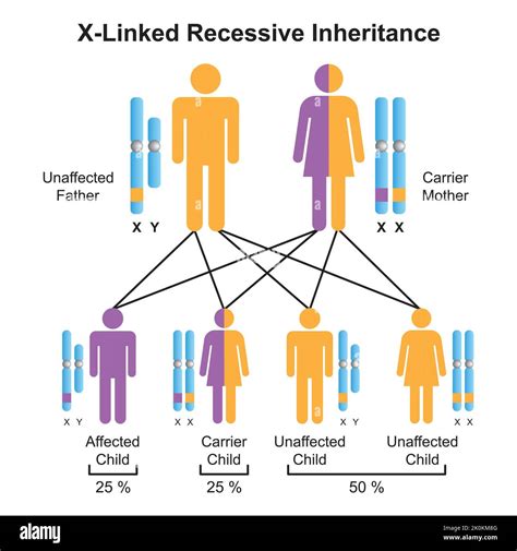 Diseño Científico De La Herencia Recesiva Ligada Al Cromosoma X