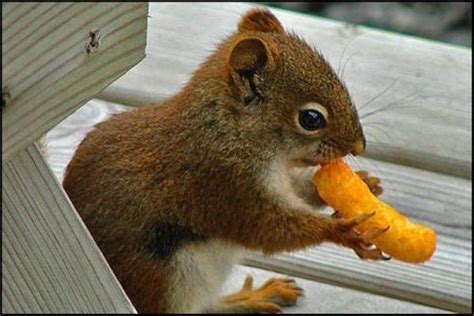 Just 17 Funny Squirrels Eating Weird Things Squirrel Funny Funny