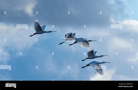 Flying wild birds Stock Photo - Alamy