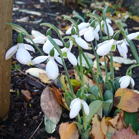 Galanthus Elwesii Snowdrop Species Elwes S Snowdrop In GardenTags