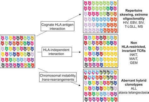 Skewing Of The Tcr Repertoire In Human Disease The Peripheral Tcr Download Scientific Diagram